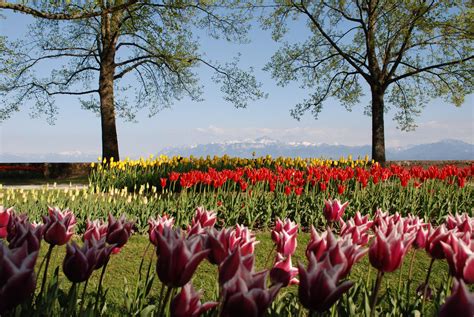 morges tulpen|Visit the Free Morges Tulip Festival on Lake Geneva